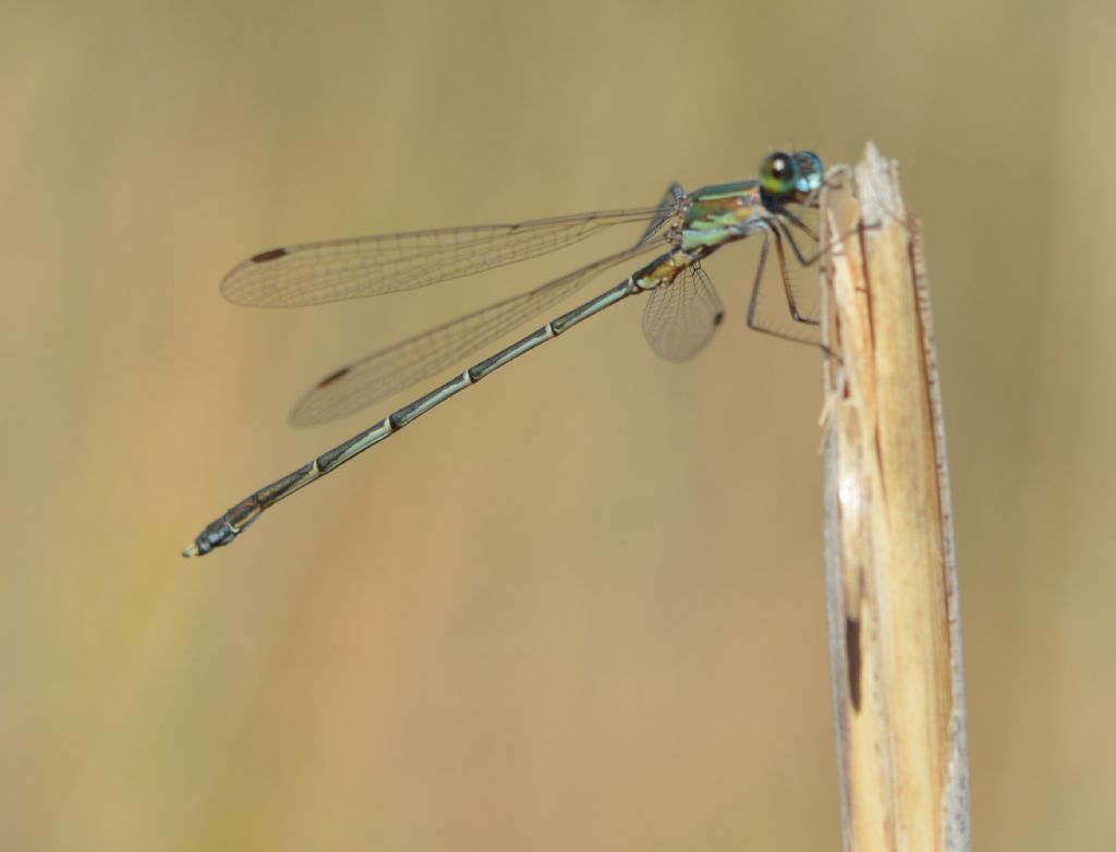 da identificare: Chalcolestes parvidens
